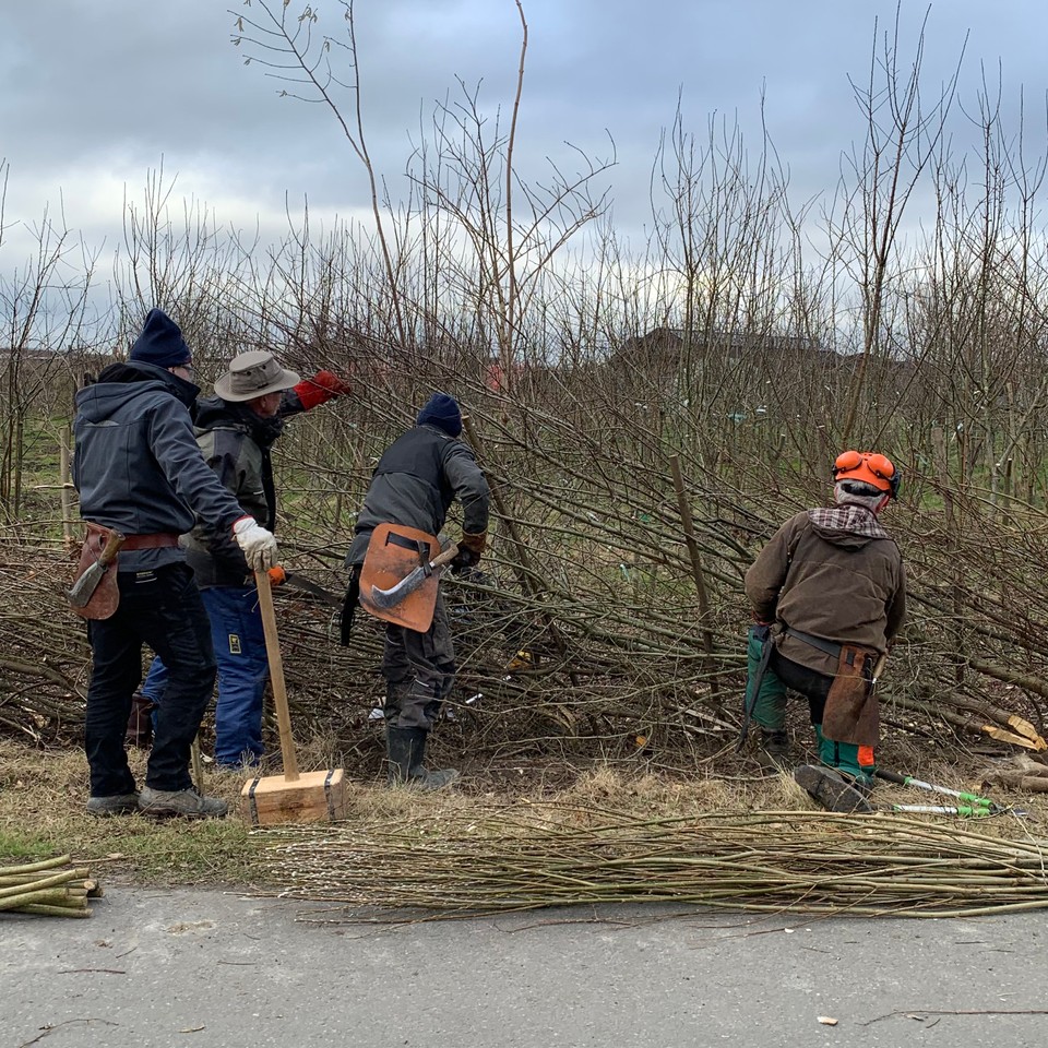 hedgelaying