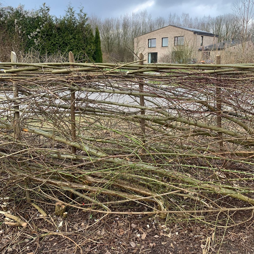 hedgelaying
